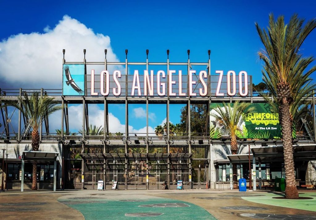 things to do in hollywood - los angeles zoo