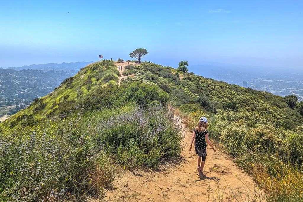 Wisdom Tree on Cahuenga Peak with panoramic view of Los Angeles