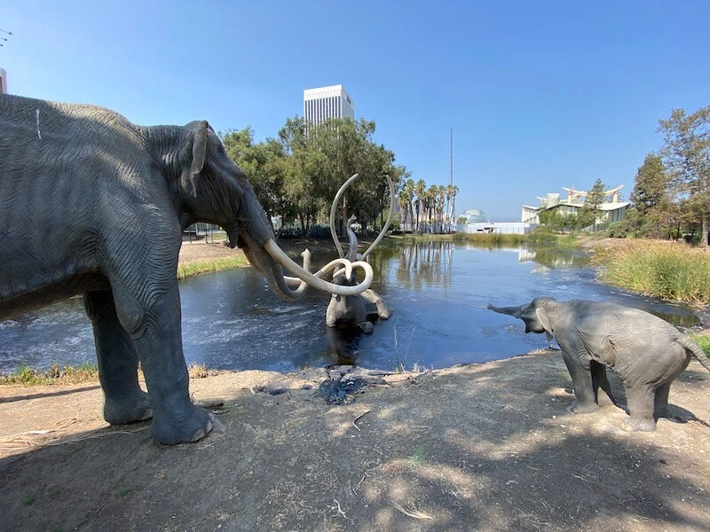 Famous mammoths on display at the la brea tar pits