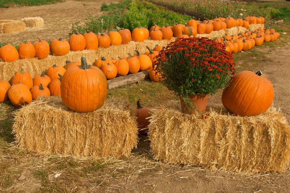 Farm pumpkin patch autumn harvest