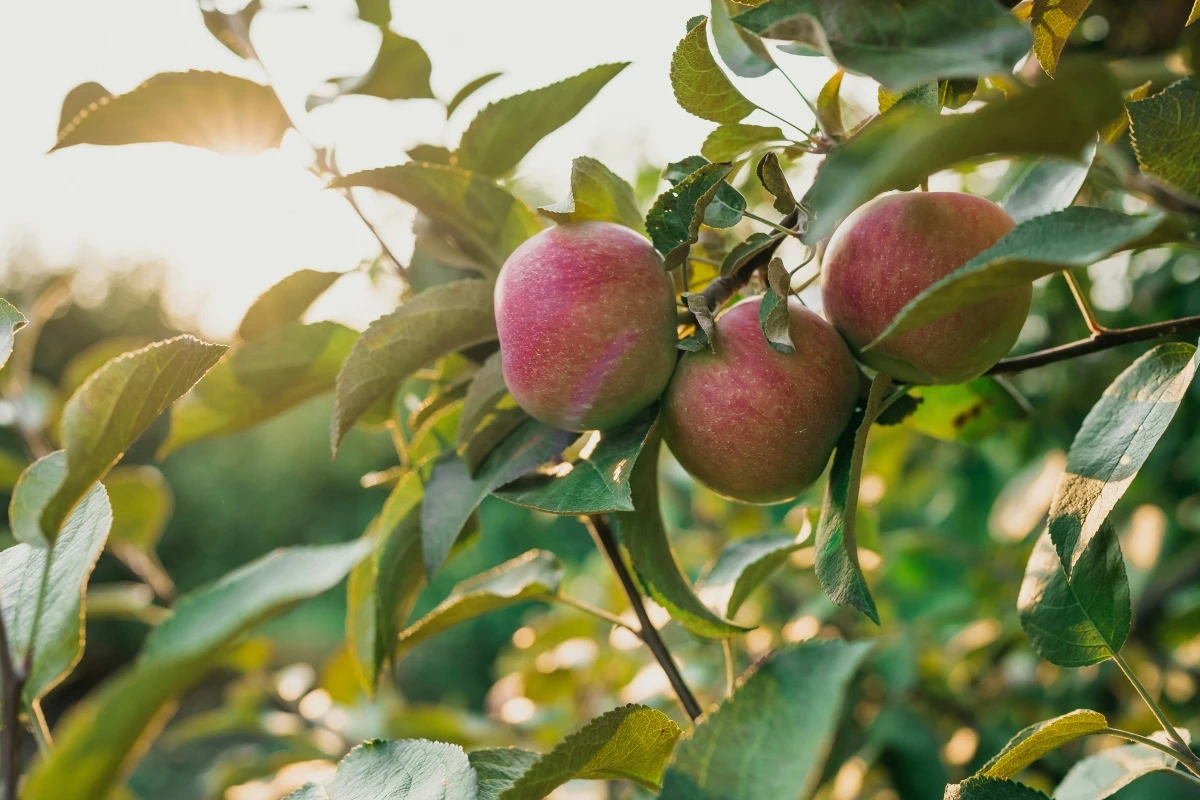 California apple orchard harvest scene