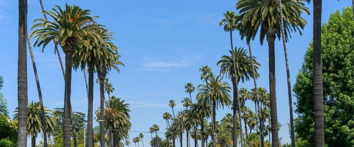 Tall palm trees line both sides of a street under a bright blue sky, creating a lush, tropical canopy above the road.