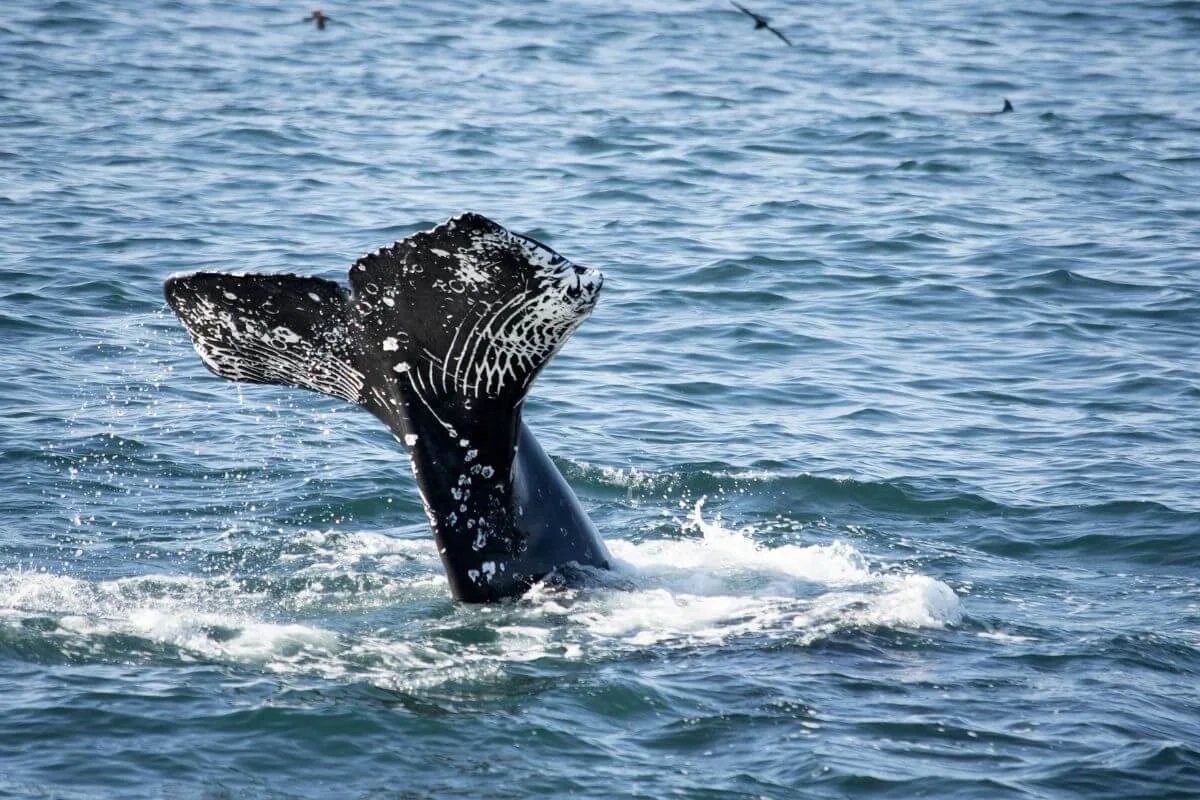 Close view of a humpback whale lifting its tail above the ocean surface with water splashing around it during a whale watching sighting