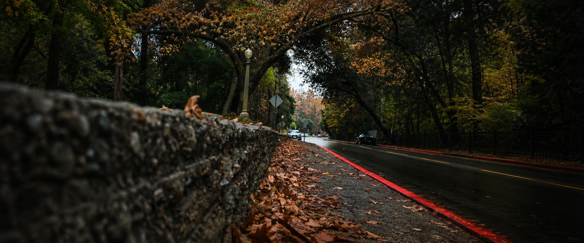 Fallen leaves lining street beneath autumn tree canopy in LA
