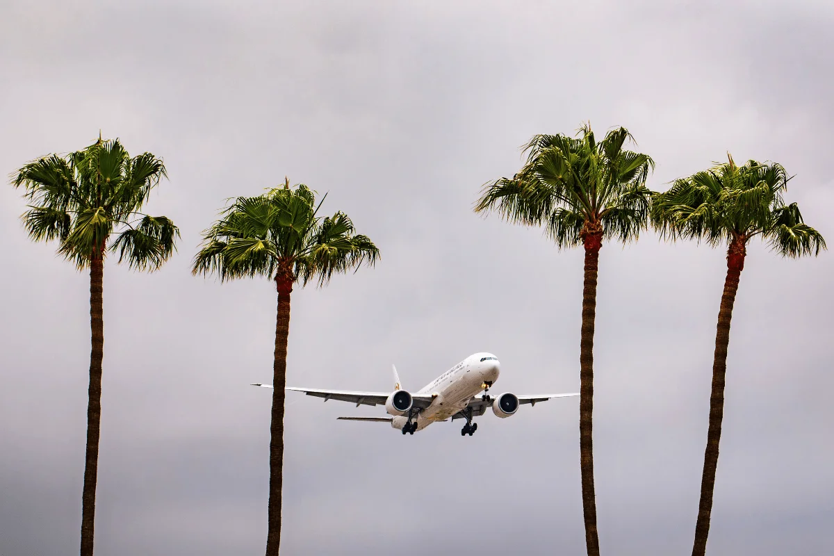 Low-angle view of a commercial passenger airplane descending for a landing, framed by four tall palm trees against an overcast sky.